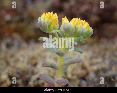 Pierre à feuilles larges (Sedum spathulifolium) Banque D'Images