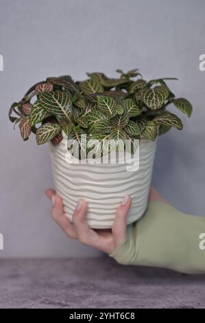 Fittonia plante rose-vert dans un pot ondulé blanc dans une main de femme, fond gris clair béton Banque D'Images