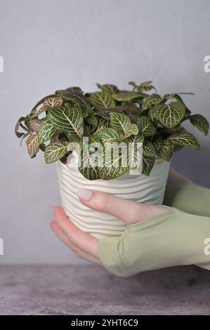 Fittonia plante rose-vert dans un pot ondulé blanc dans les mains d'une femme, fond gris clair concret Banque D'Images