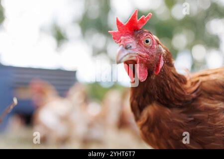 Gros plan d'une poule brune dans une cour de ferme, avec la lumière du soleil filtrant à travers les arbres en arrière-plan. D'autres poulets sont vus dans le fond flou, a Banque D'Images