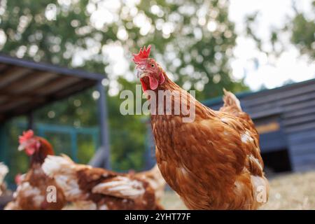 Gros plan d'un poulet brun avec un peigne rouge, mettant en valeur ses plumes détaillées et ses yeux. En arrière-plan, d'autres poulets sont légèrement flous, créats Banque D'Images