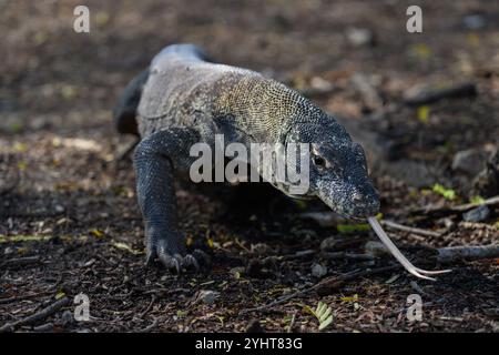 Dragon de Komodo ou Komodo géant surveiller le lézard marchant avec la langue qui dépasse sur l'île de Rinca Banque D'Images