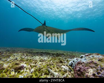 Manta Ray nage au récif de Makassar, également appelé Manta point dans le parc national de Komodo à Flores, Indonésie Banque D'Images