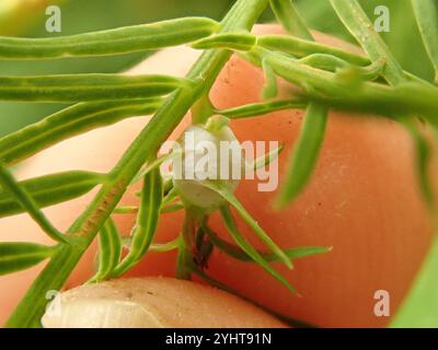 Cypress Twig Gall Midge (Taxodiomyia cupressiananassa) Banque D'Images