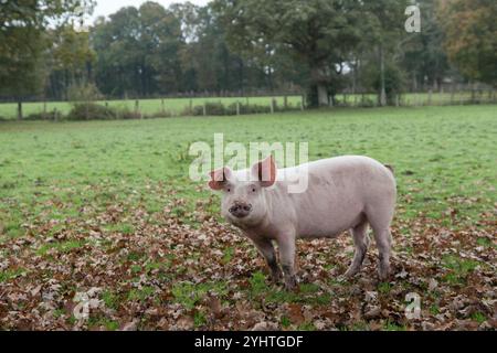 Porc élevé en liberté âgé d'environ trois mois dans une ferme de la New Forest pendant la saison de pannage, habituellement l'automne. Ils sont autorisés à se demander et à manger les glands qui sont toxiques pour les chevaux. Hampshire Angleterre des années 2024 2020 Royaume-Uni HOMER SYKES. Banque D'Images