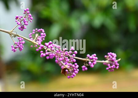 Baies d'automne violettes de beautyberry, brousse de beauté ou Callicarpa bodinieri var. Giraldii 'profusion' jardin britannique octobre Banque D'Images