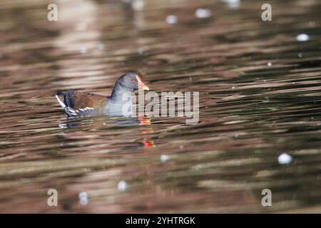 Moorhen, nom scientifique (Gallinula chloropus). Un moorhen dans un lac avec quelques plumes flottant. Banque D'Images
