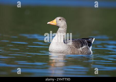 Oie de Greylag, nom scientifique (Anser anser). Regarder un troupeau d'oies offre des spectacles inoubliables. Banque D'Images