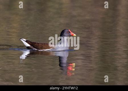 Moorhen, nom scientifique (Gallinula chloropus). Un moorhen nageant seul dans les eaux calmes d'un lac. Banque D'Images