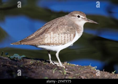 Sandpiper, nom scientifique (Actitis hypoleucos). Avec son mouvement incessant d'équilibrage de la queue, le Curlew est l'un des échassiers les plus agités. Banque D'Images