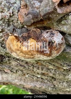 Support de coussin (Phellinus pomaceus) Banque D'Images