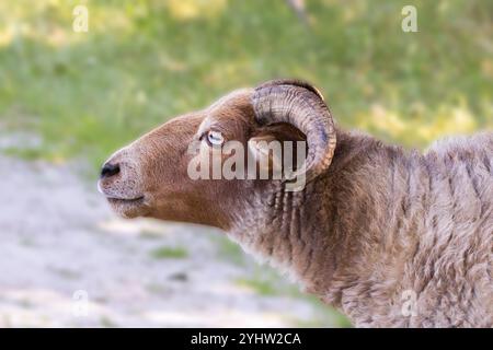 Gros plan de moutons de Drenthe Heath couchés ou debout pâtissant sur et le long d'un chemin de sable non pavé sur la province de Balloërveld Drenthe aux pays-Bas contre Banque D'Images