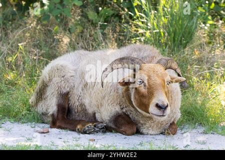 Gros plan de moutons de Drenthe Heath couchés ou debout pâtissant sur et le long d'un chemin de sable non pavé sur la province de Balloërveld Drenthe aux pays-Bas contre Banque D'Images