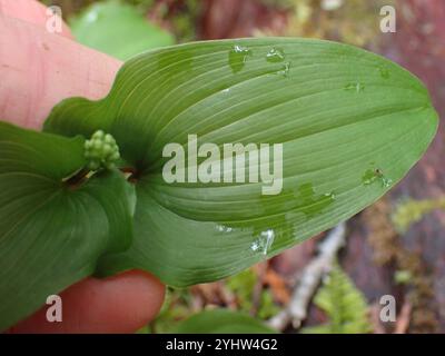 Lis occidental de la vallée (Maianthemum dilatatum) Banque D'Images