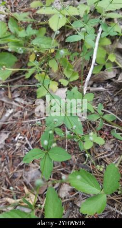 Paillette de lit de réglisse (Galium circaezans) Banque D'Images