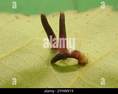 Cinglerie en forme d'algues de Hickory (Caryomyia subulata) Banque D'Images