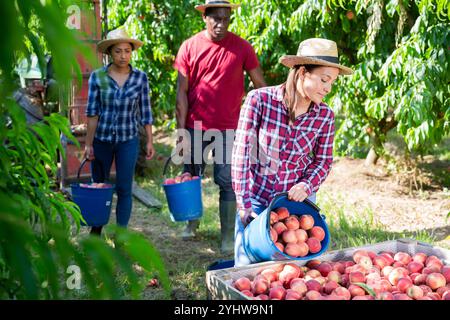 Les ouvriers agricoles récoltant la récolte de pêches dans le jardin fruitier Banque D'Images