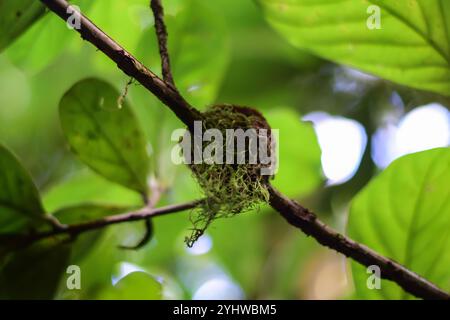 Nid arrondi sur arbre dans la forêt nuageuse de Monteverde, Costa Rica Banque D'Images