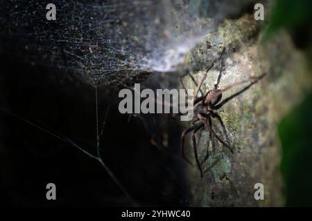 Grosse araignée vue sur la tournée de la faune de nuit au Costa Rica Banque D'Images