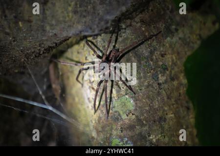 Grosse araignée vue sur la tournée de la faune de nuit au Costa Rica Banque D'Images