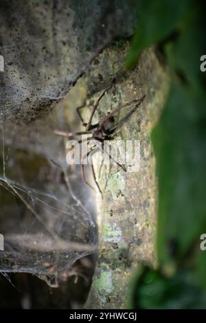 Grosse araignée vue sur la tournée de la faune de nuit au Costa Rica Banque D'Images