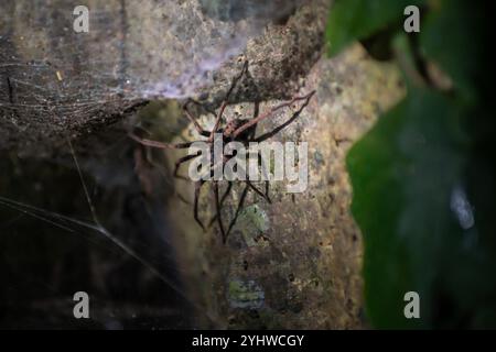 Grosse araignée vue sur la tournée de la faune de nuit au Costa Rica Banque D'Images