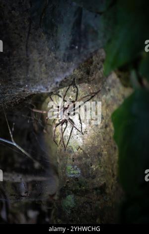 Grosse araignée vue sur la tournée de la faune de nuit au Costa Rica Banque D'Images