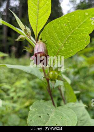 Abat-jour mortel (Atropa bella-donna) Banque D'Images