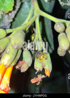 Coléoptère de la tortue Geiger (Eurypepla calochroma floridensis) Banque D'Images