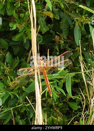 Chasseurs et King Skimmers (Libellula) Banque D'Images