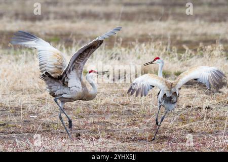 Une grue de sable mâle effectue une danse d'accouplement pour une femelle dans Antelope Flats du parc national de Grand Teton, Wyoming. Banque D'Images