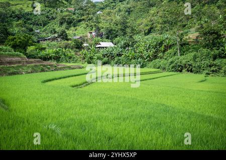 Terrasses de riz vertes près de Dong Van dans la province de Ha Giang au nord du Vietnam Banque D'Images