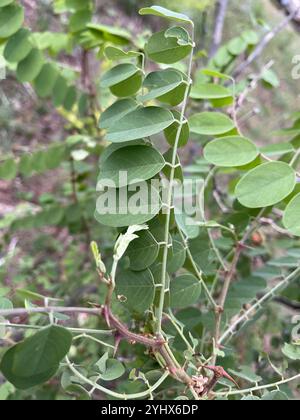 Criquet pèlerin du Nouveau-Mexique (Robinia neomexicana) Banque D'Images