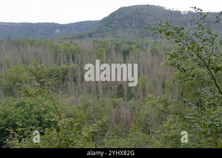 Blick vom Kuhstall auf ein Waldgebiet, WO sehr viele Fichten abgestorben sind. Schuld daran soll laut eines Forstwirts der Borkenkäfer sein. *** Vue de l'étable à une zone boisée où beaucoup d'épicéas sont morts, ce qui, selon un forestier, est dû au coléoptère de l'écorce Banque D'Images