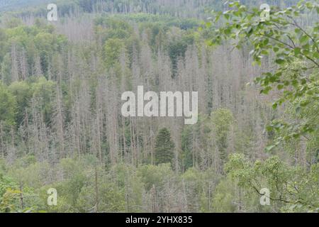 Blick vom Kuhstall auf ein Waldgebiet, WO sehr viele Fichten abgestorben sind. Schuld daran soll laut eines Forstwirts der Borkenkäfer sein. *** Vue de l'étable à une zone boisée où beaucoup d'épicéas sont morts, ce qui, selon un forestier, est dû au coléoptère de l'écorce Banque D'Images