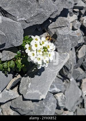 Cresson chamois (Hornungia alpina) Banque D'Images