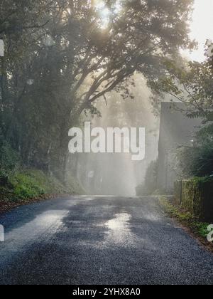 Lumière du soleil du matin coulant à travers les arbres sur la route de campagne brumeuse, Dordogne, France Banque D'Images
