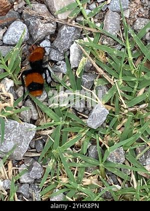 Fourmi de velours oriental commun (Dasyutilla occidentalis) Banque D'Images