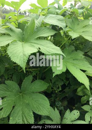 Houblon japonais (Humulus scandens) Banque D'Images