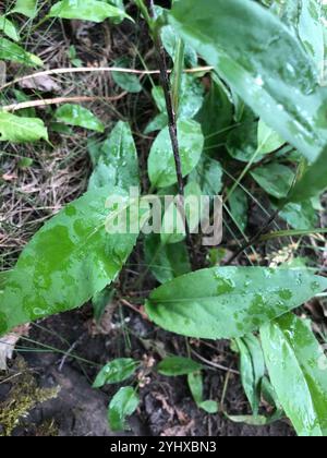 Aster de Lindley (Symphyotrichum ciliolatum) Banque D'Images