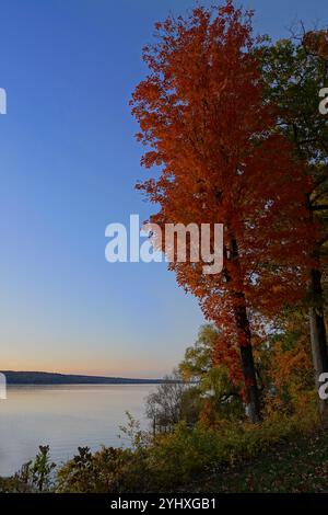 Arbre de couleur orange vif le long du lac en automne à New York Banque D'Images