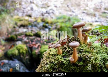 Grappe de champignons poussant sur un sol couvert de mousse dans un cadre forestier avec un fond naturel flou Banque D'Images