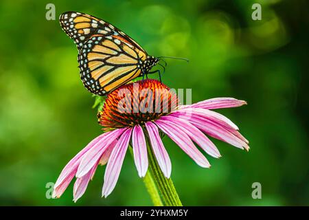Papillon monarque (Danaus plexippus) se nourrissant d'un coneflower violet (Echinacea) dans un jardin en Ontario, Canada. Pollinisateur d'insectes orange vif. Banque D'Images