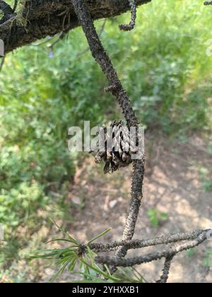 Intérieur Lodgepole PIN (Pinus contorta latifolia) Banque D'Images