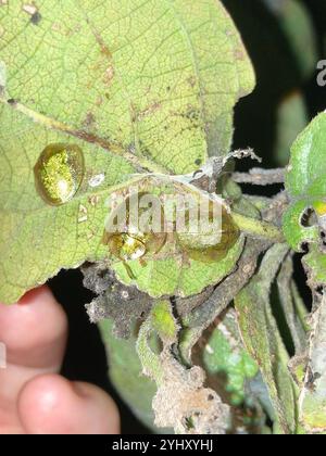 Coléoptère de la tortue Geiger (Eurypepla calochroma floridensis) Banque D'Images