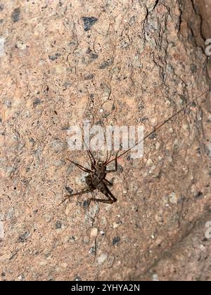 Cricket de chameau de serre (Tachycines asynamorus) Banque D'Images