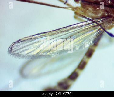 Moustique domestique du Sud (Culex quinquefasciatus) Banque D'Images