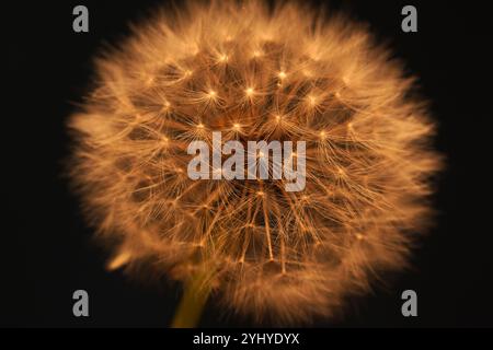 une fleur de pissenlit la nuit Banque D'Images