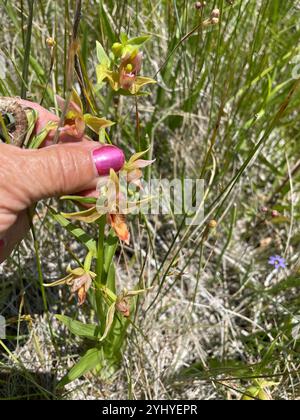 Orchidée de flux (Epipactis gigantea) Banque D'Images