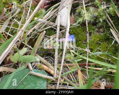 marie aux yeux bleus à petites fleurs (Collinsia parviflora) Banque D'Images
